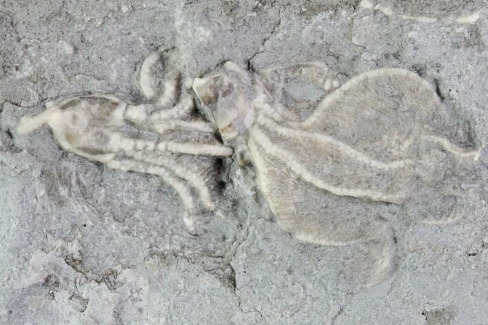 Two Crinoid Fossils (Dichocrinus) - Gilmore City, Iowa #88846